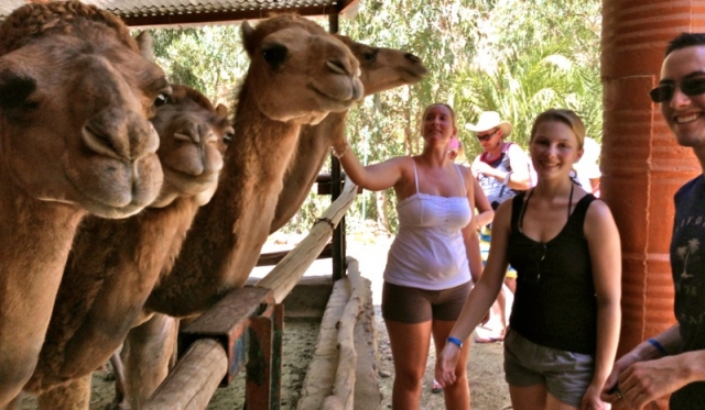  camel 5 